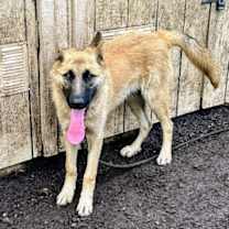 Thumbnail photo of Tintin #1