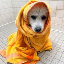 Thumbnail photo of Toby #2