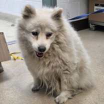 Thumbnail photo of Toby #3