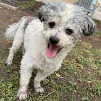 Thumbnail photo of Barley #3