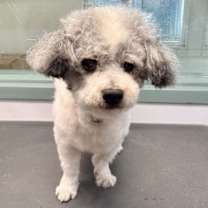 Thumbnail photo of Barley #4