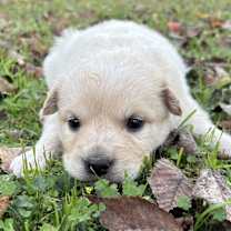 Thumbnail photo of Griswald #2