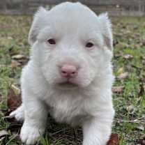 Thumbnail photo of Eddie #1