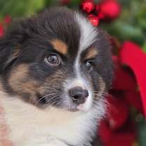 Thumbnail photo of Solo #1