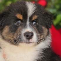 Thumbnail photo of Solo #2