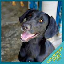 Thumbnail photo of Osa (CP) #1