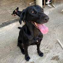 Thumbnail photo of Osa (CP) #3