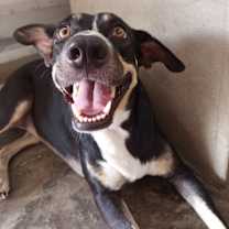 Thumbnail photo of Tula (CP) #2