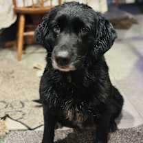 Thumbnail photo of Annie #1