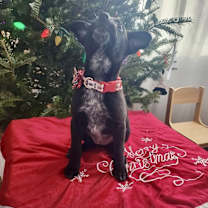 Thumbnail photo of Ashley (Split) #2