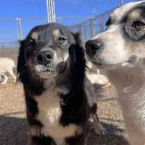 Thumbnail photo of Blackie #2