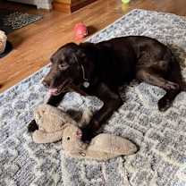 Thumbnail photo of Hershey Kiss #2