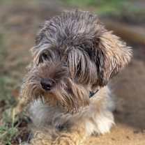 Thumbnail photo of Mr. Bean #2