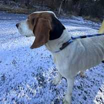 Thumbnail photo of Willie #2