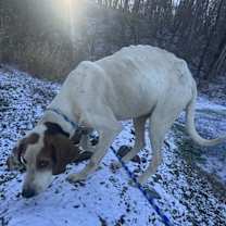 Thumbnail photo of Willie #3