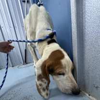 Thumbnail photo of Willie #4