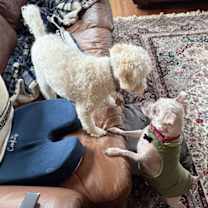 Thumbnail photo of Shaggy Rogers #3