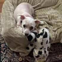 Thumbnail photo of Shaggy Rogers #4