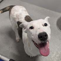 Thumbnail photo of Merry #1