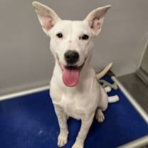 Thumbnail photo of Merry #2