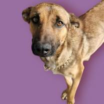 Thumbnail photo of Maple #2