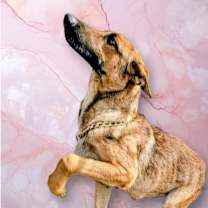 Thumbnail photo of Maple #3