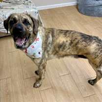 Thumbnail photo of Lazarus Tripod Louisiana #4