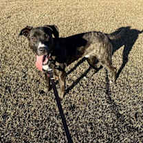 Thumbnail photo of Bobbie Dixon #4