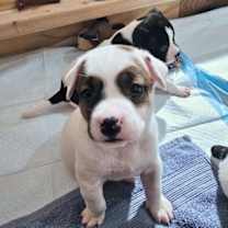 Thumbnail photo of Anya's Ice Ice Baby #1