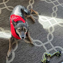 Thumbnail photo of Callie #1