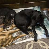 Thumbnail photo of Callie #4