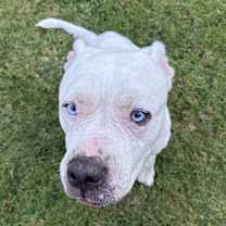 Thumbnail photo of Bubba #3