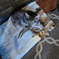 Thumbnail photo of Callie #3