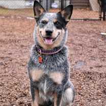 Thumbnail photo of Blue #3