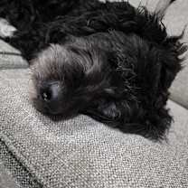 Thumbnail photo of Zeus #3