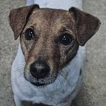 Thumbnail photo of Sandor #1