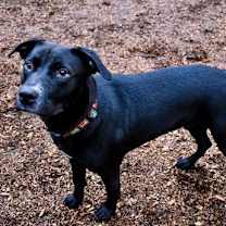 Thumbnail photo of Cole #4