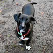 Thumbnail photo of Loo-Loo #3