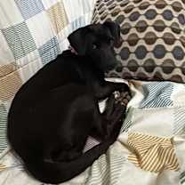 Thumbnail photo of Stella  kk #2