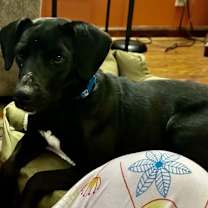 Thumbnail photo of Stella  kk #3