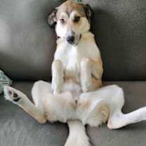 Thumbnail photo of Fluffernutter #2