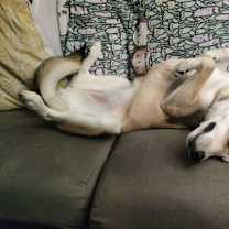 Thumbnail photo of Fluffernutter #3