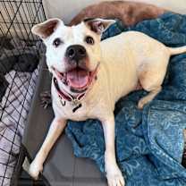 Thumbnail photo of Birdie #3