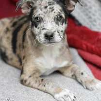 Thumbnail photo of Buffy (Suzie's Litter) #1