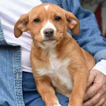 Thumbnail photo of Maisy (Suzie's Litter) #1