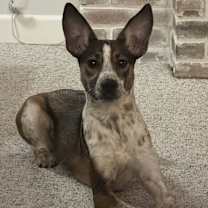 Thumbnail photo of Darla #1