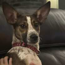 Thumbnail photo of Darla #4