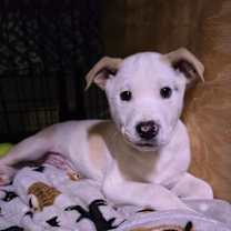 Thumbnail photo of Dragon #1