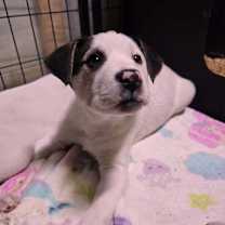 Thumbnail photo of Medusa #1