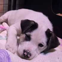 Thumbnail photo of Medusa #2